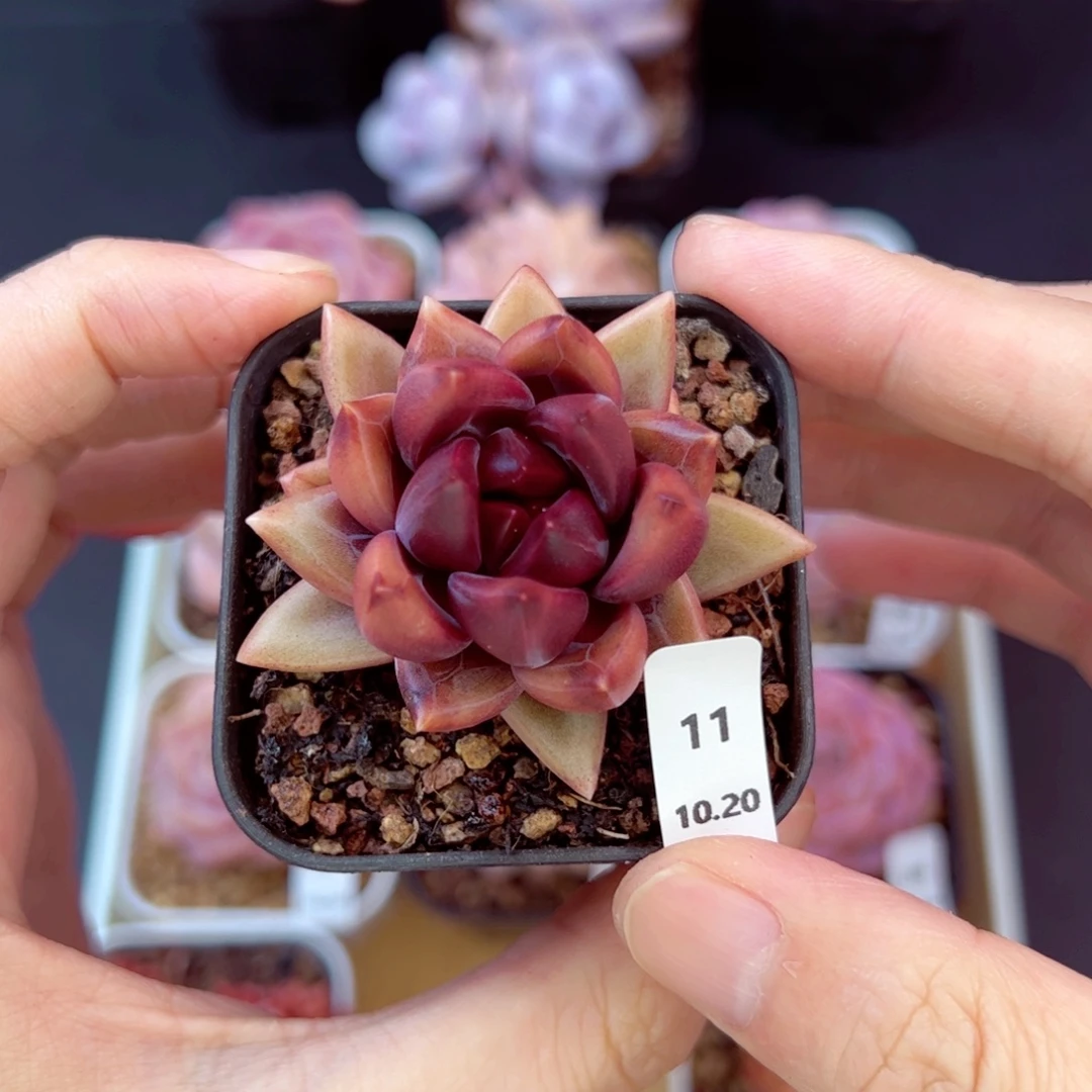 迷雾泡泡11、哈哈哈哈哈