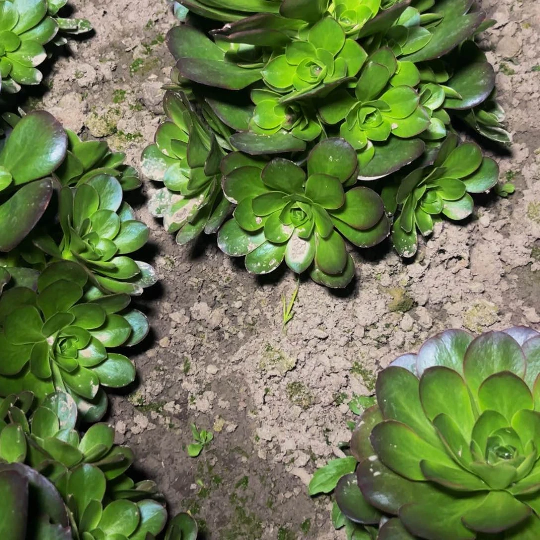 魅金多肉植物捧花