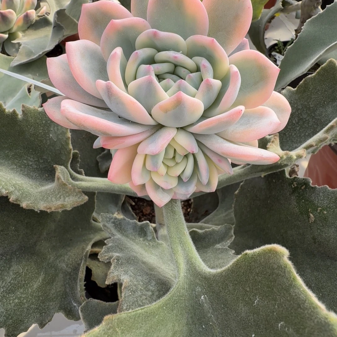 星影 安吉园艺锦锦