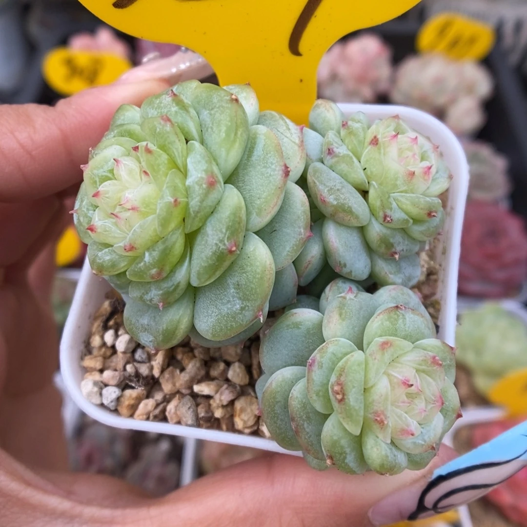 白晶体珍妮群生329号