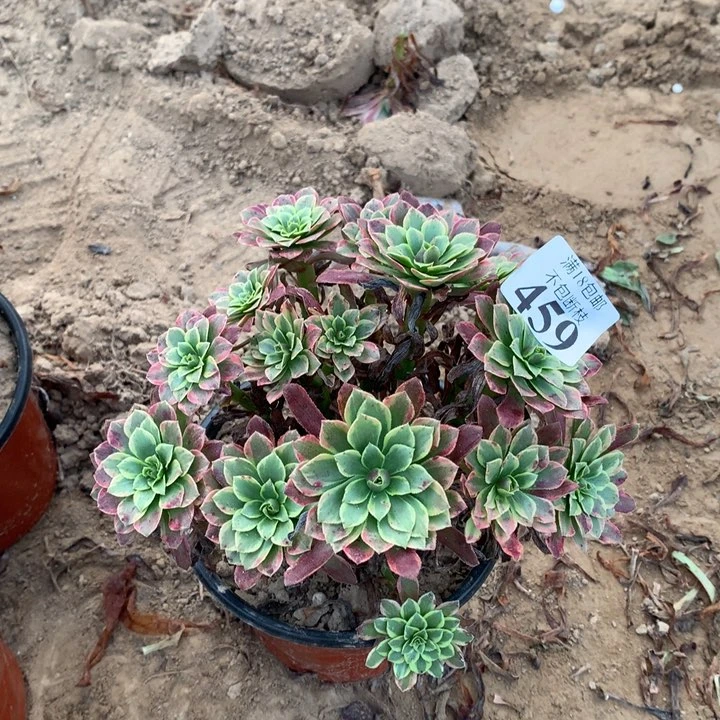 459朝霞绣球2号棚