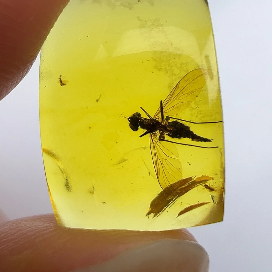琥珀未镶嵌裸石琥珀虫珀