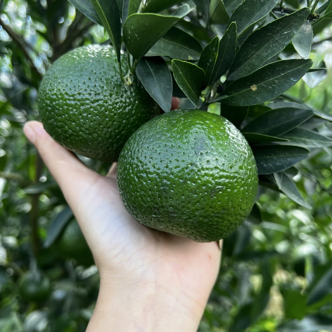 2025原生态种植新会柑新会陈皮