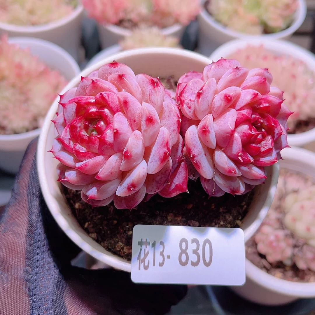 花利美13-830天鹅绒