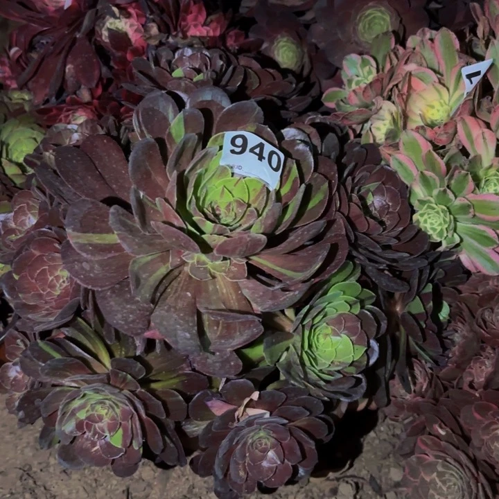 940花花公子多肉植物不售后量拍