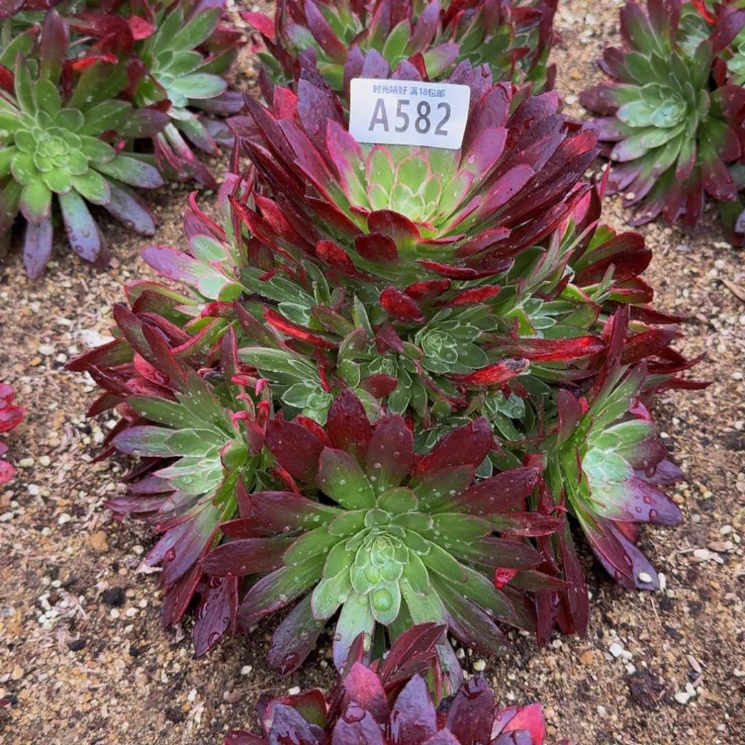 小**?582星黛露多肉植物