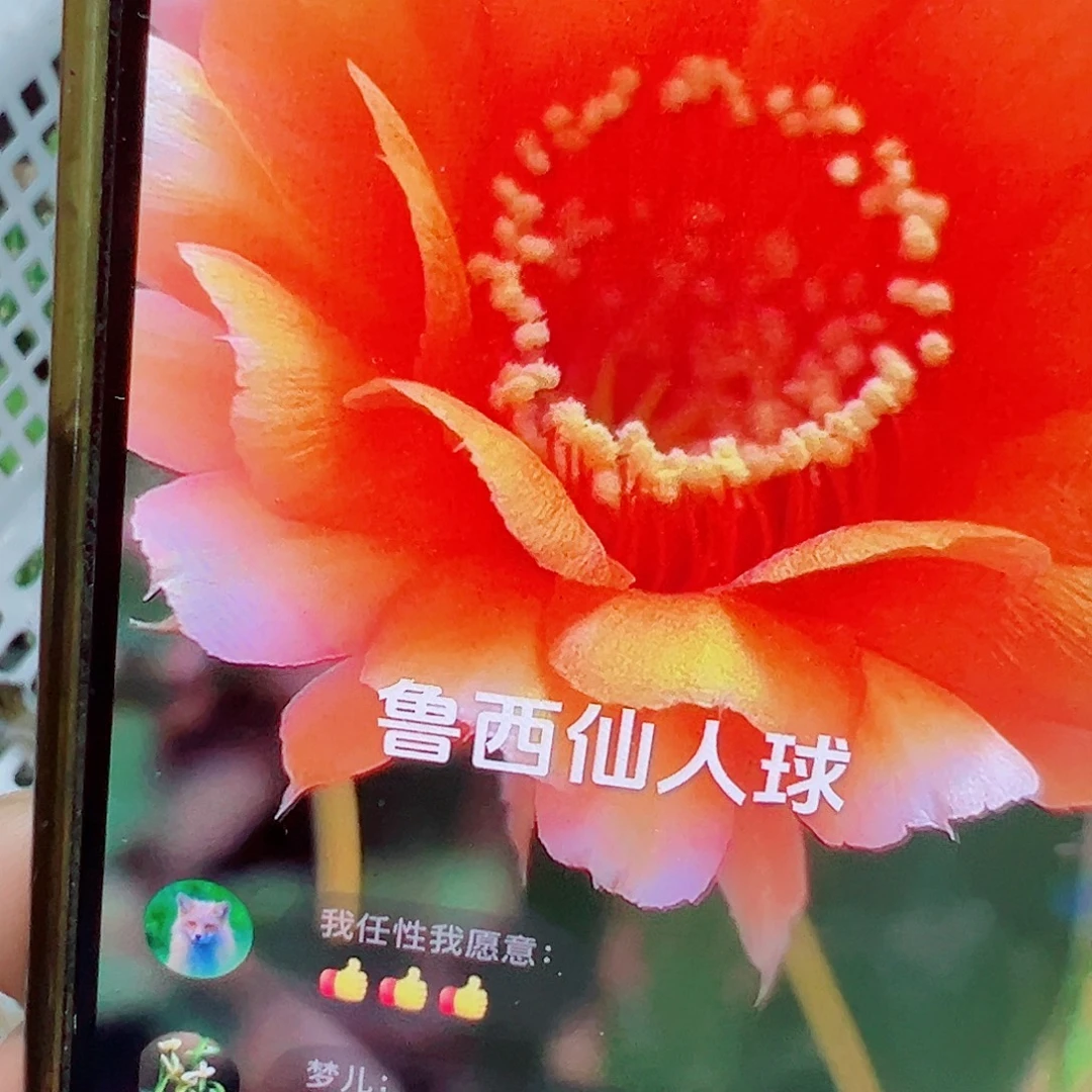 金鹅黄 金刚瑕疵 芽 满20包邮