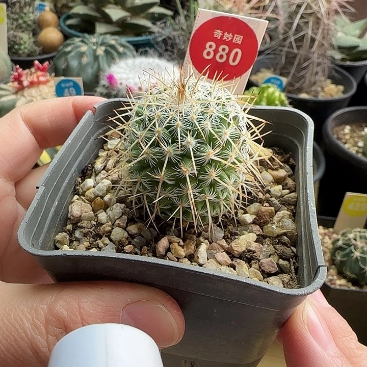 实生特选长刺白王丸3.4cm