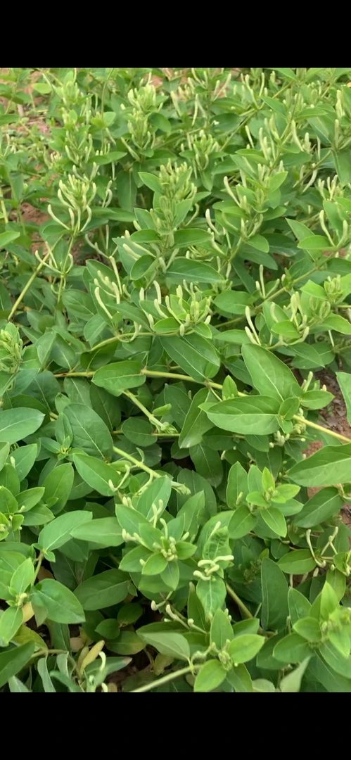沂蒙山金银花 自然晾晒  无添加 无熏