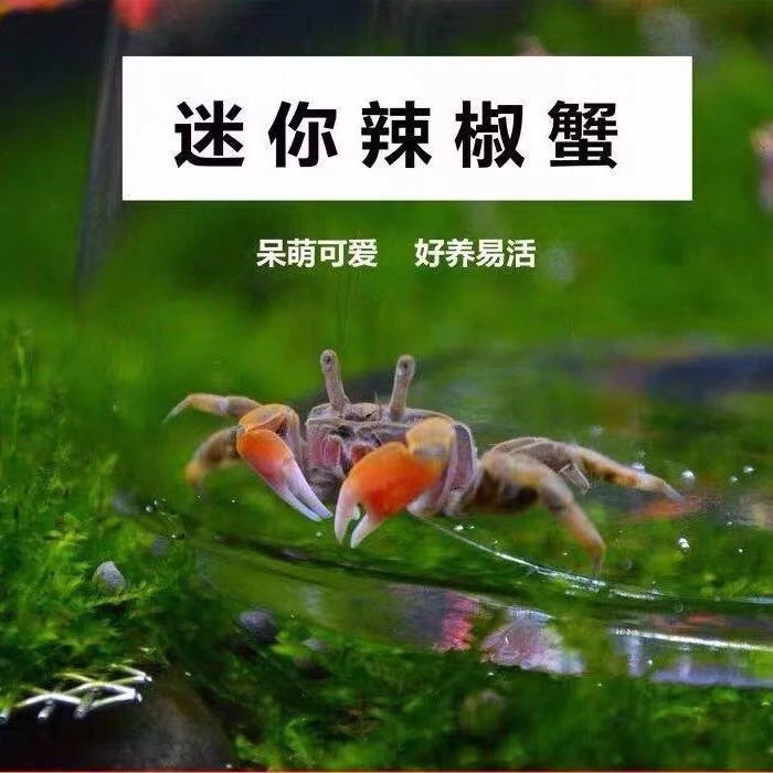 观赏蟹宠物蟹迷你辣椒蟹淡水深水可养豆豆蟹水族用品