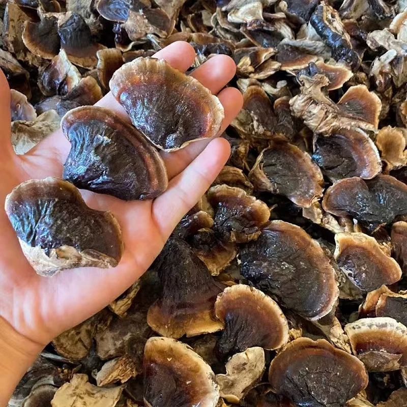 [东北小灵芝]不苦味道香煲汤煮水泡酒椴木菇