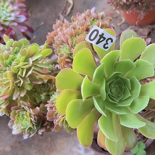 花*君多肉植物一个妖庄