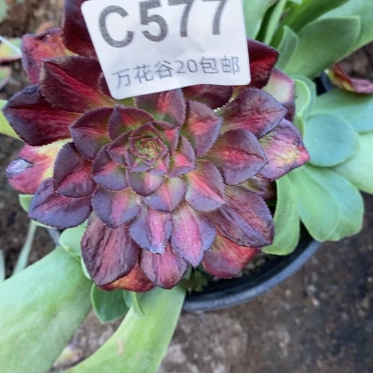 577海王七彩砍过嫁接多肉
