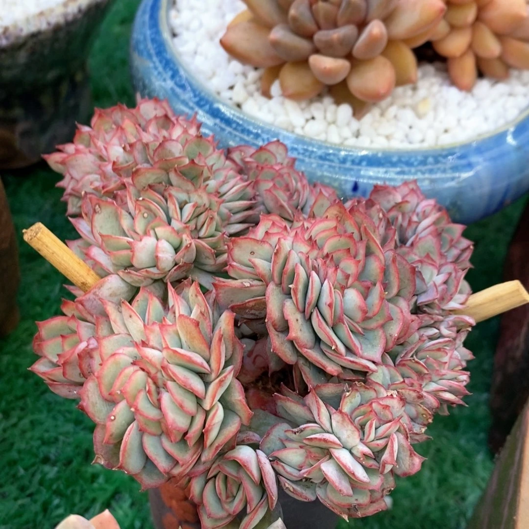 月光女神缀多肉植物盆栽