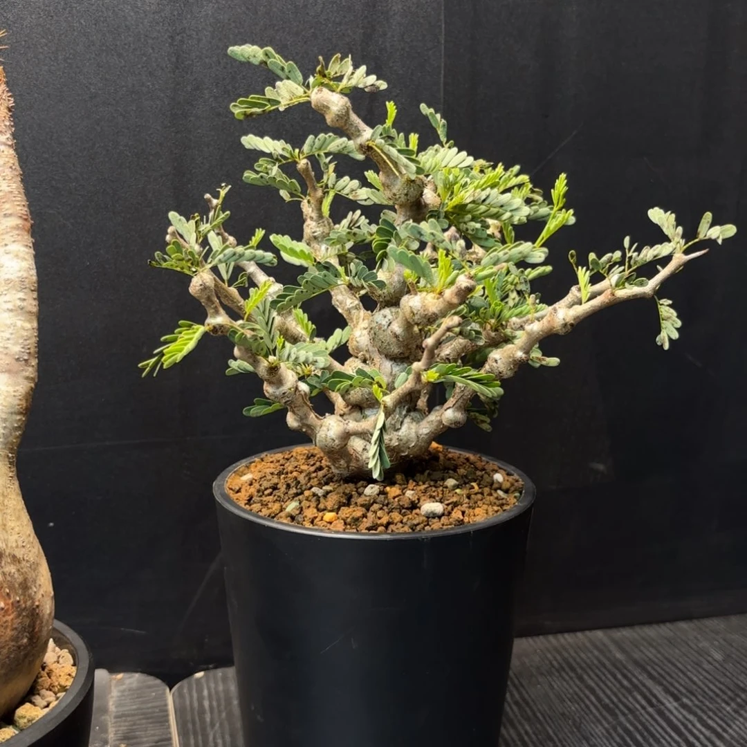 沙漠苏木带盆发货