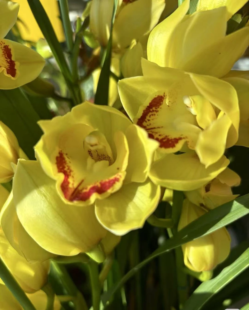 【黄金岁月】8支 高货落地款兰花室内办公室年宵花大花蕙兰养护