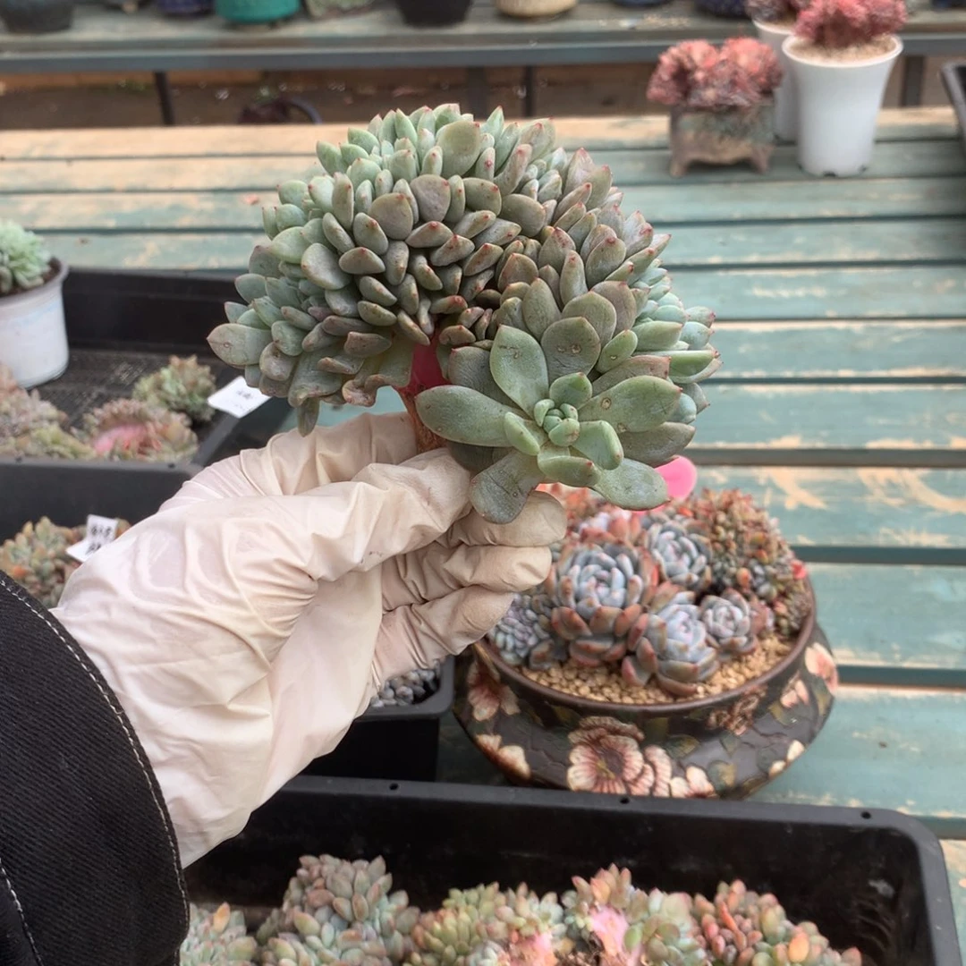 无花朵哈哈哈哈哈哈哈哈哈哈3