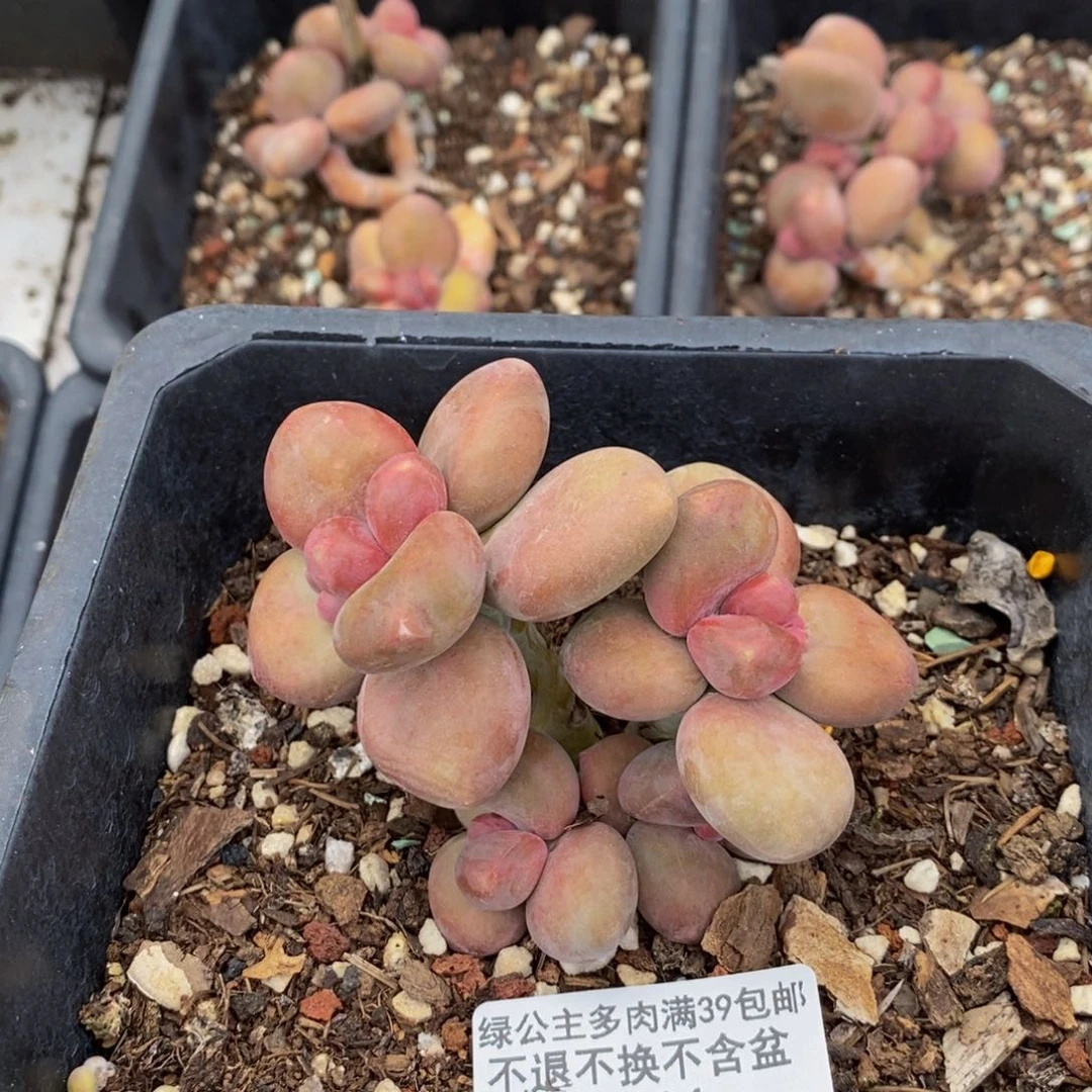 861芒果奶kk奶多肉6cm