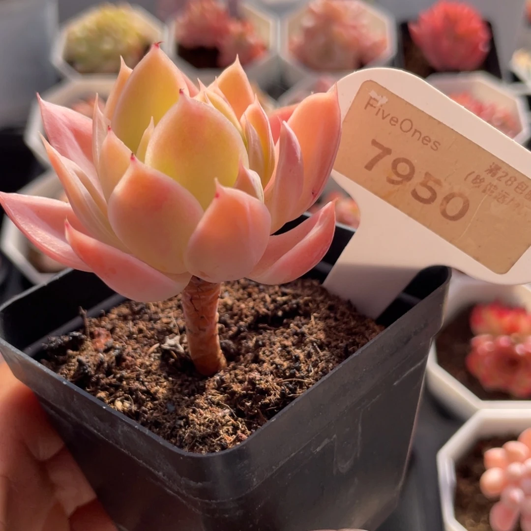 丝绸面纱7950-5.5厘米