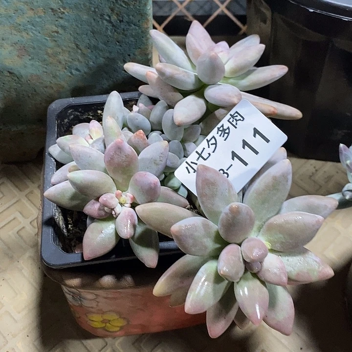 小七夕多肉白兰地111