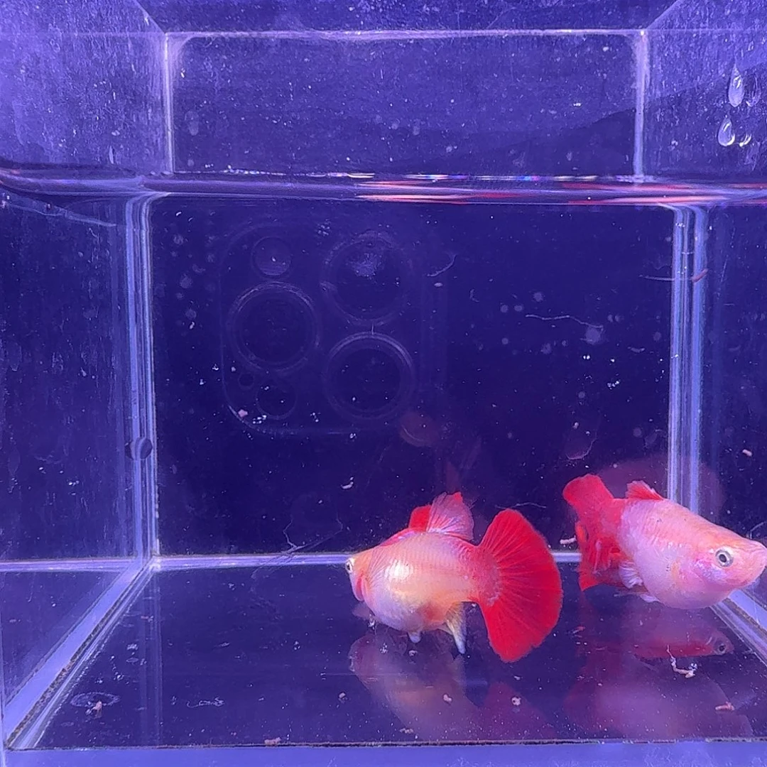 孔雀鱼黄爆球2对孔雀鱼