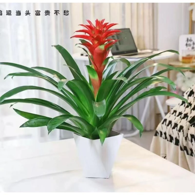 鸿运当头盆栽水培小红星凤梨花带花绿植室内客厅大型办公室绿珊1