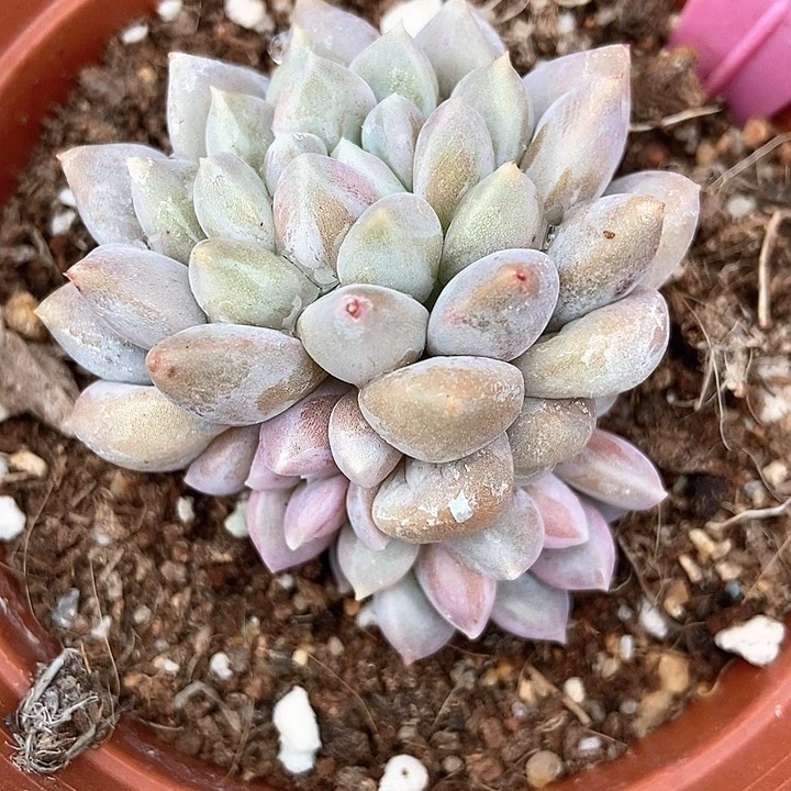 多肉植物奶糖144