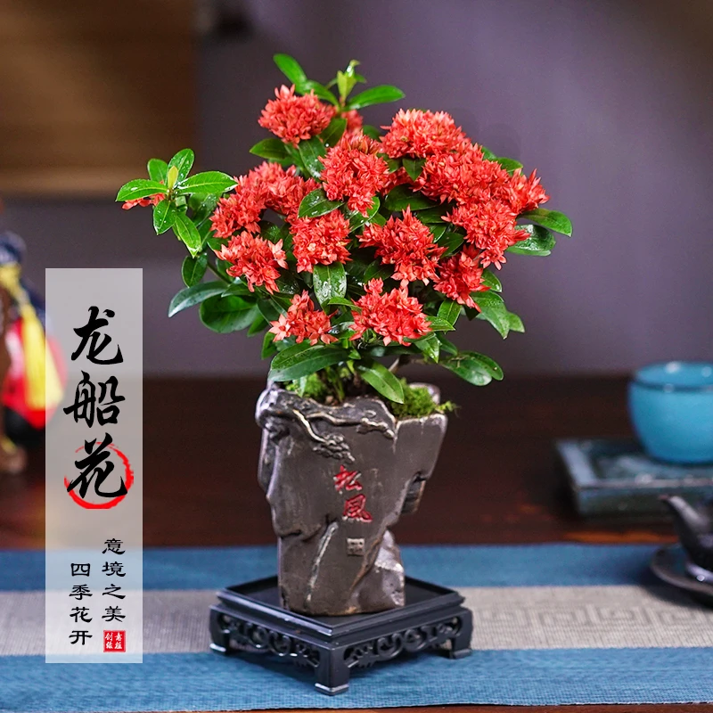 海岛龙船花盆栽带花苞绣球花阳台庭院四季开花植物客厅好养小花卉