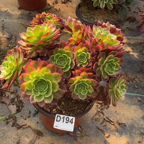 万黄锦多肉植物法师不包损