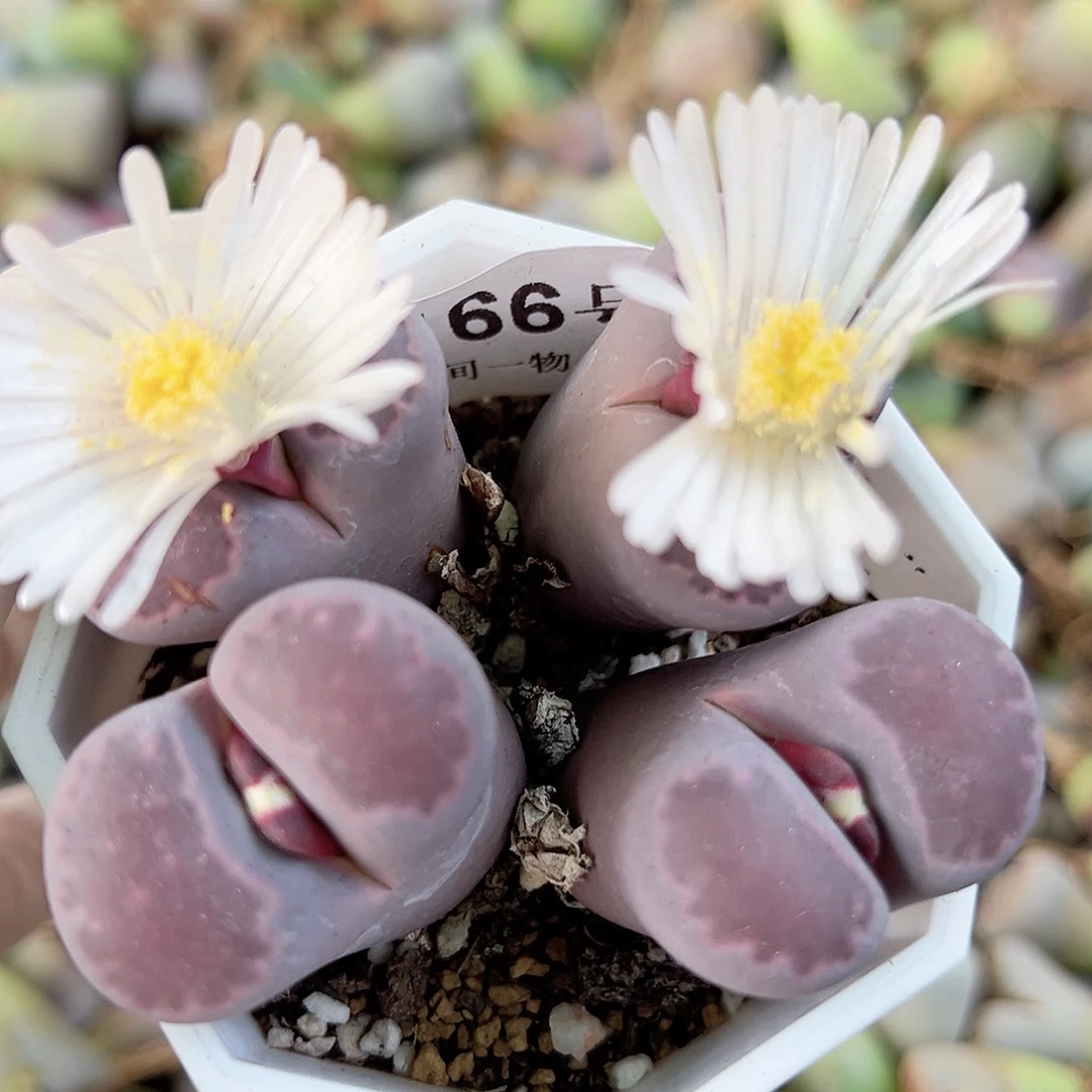 8166 好养易活生石花大母本两颗双头