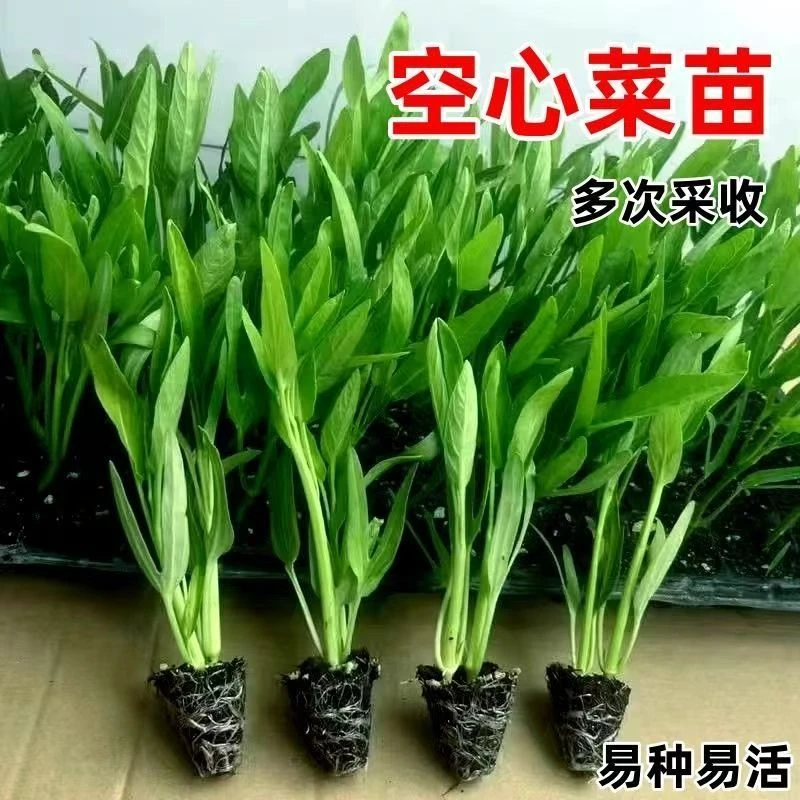 三叉空心菜苗大叶柳叶空心菜苗春秋四季带土球秧苗盆栽庭院易种植