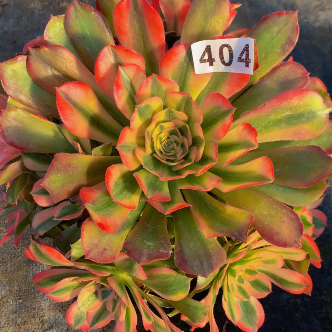 【闪购商品】404红秀多肉