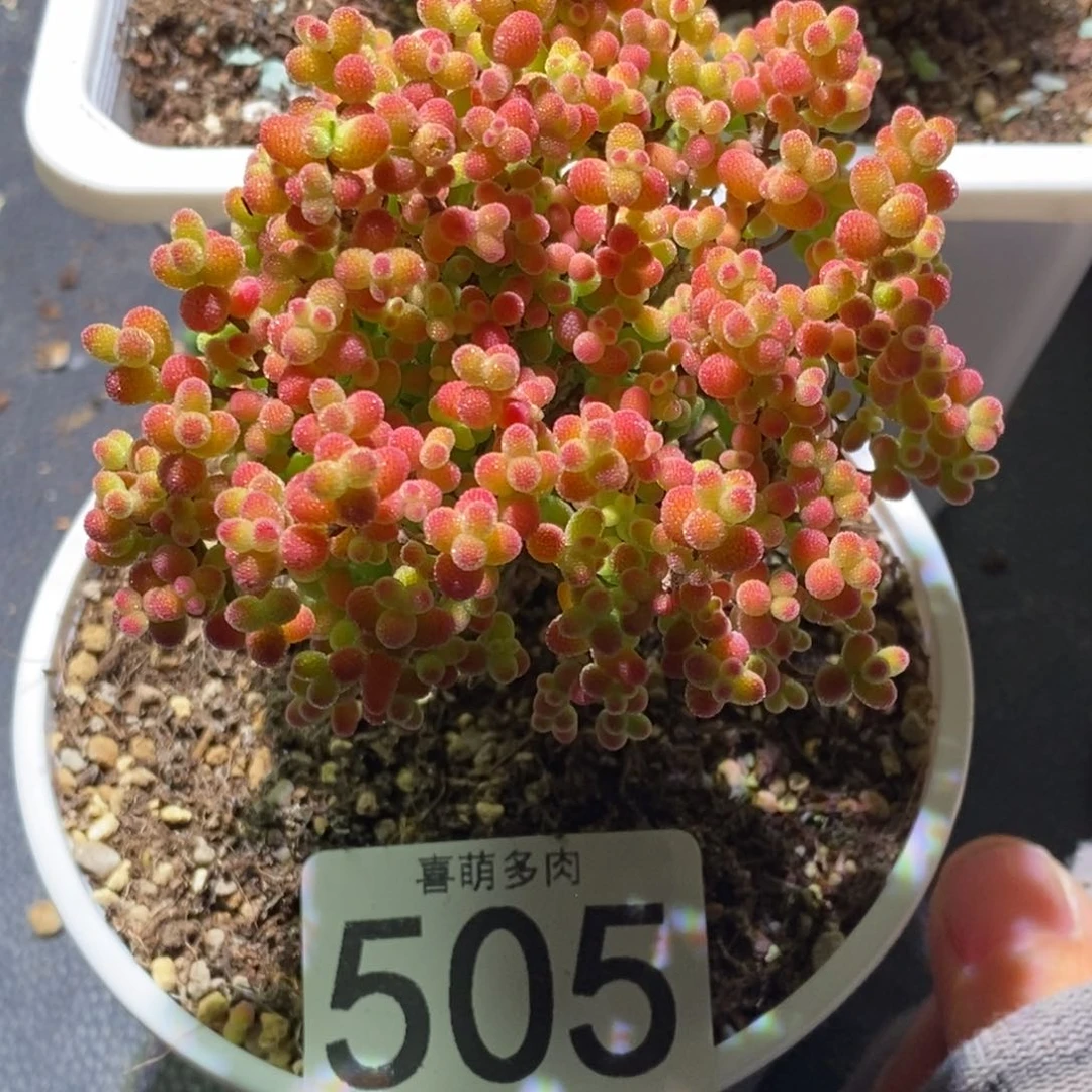 烟**七金桔糖球505 592土