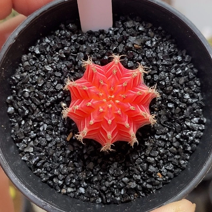 精品米哈—脱土发货38