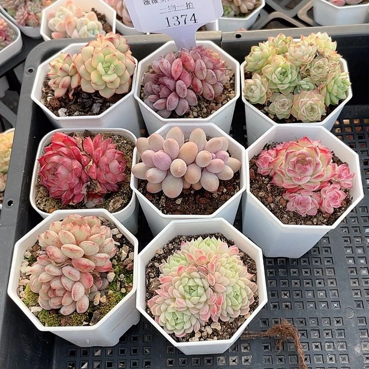 薇薇安园艺多肉1374