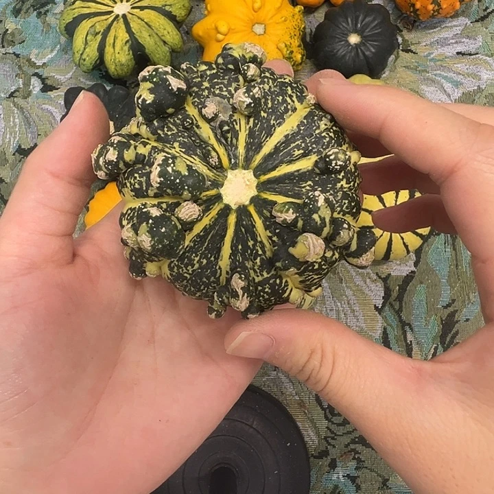 A**A墨西哥葫芦葫芦糊涂