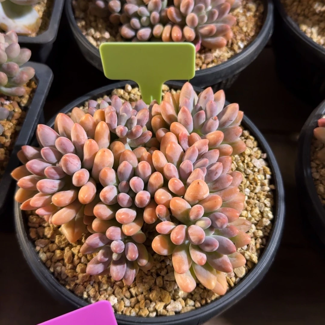 粉色恋人11111111111111111