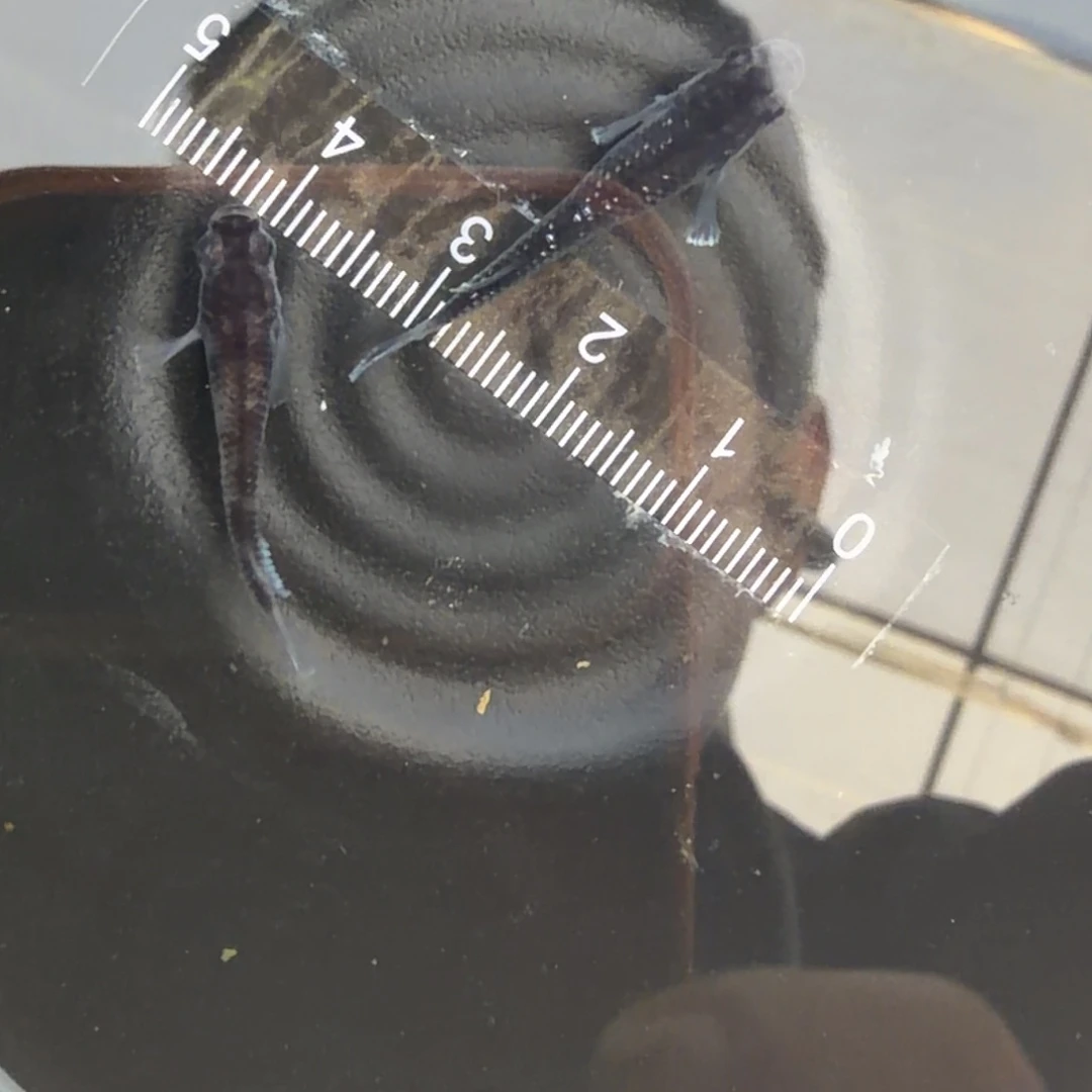 青鳉鱼观背青鳉14