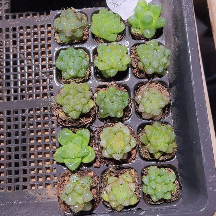 直播福利一物一拍26