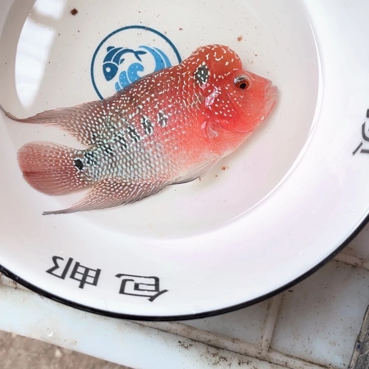 罗汉鱼07////////////