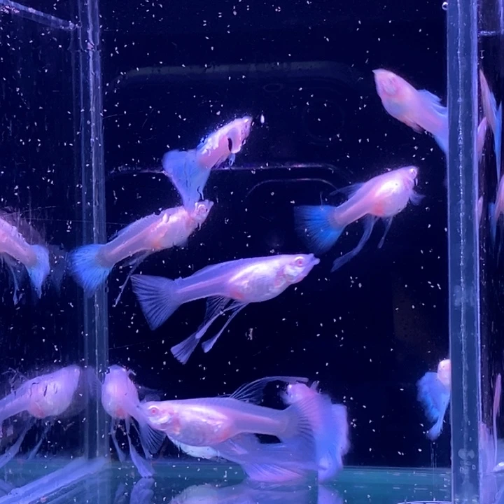 孔雀鱼醉****人蓝白飘5对