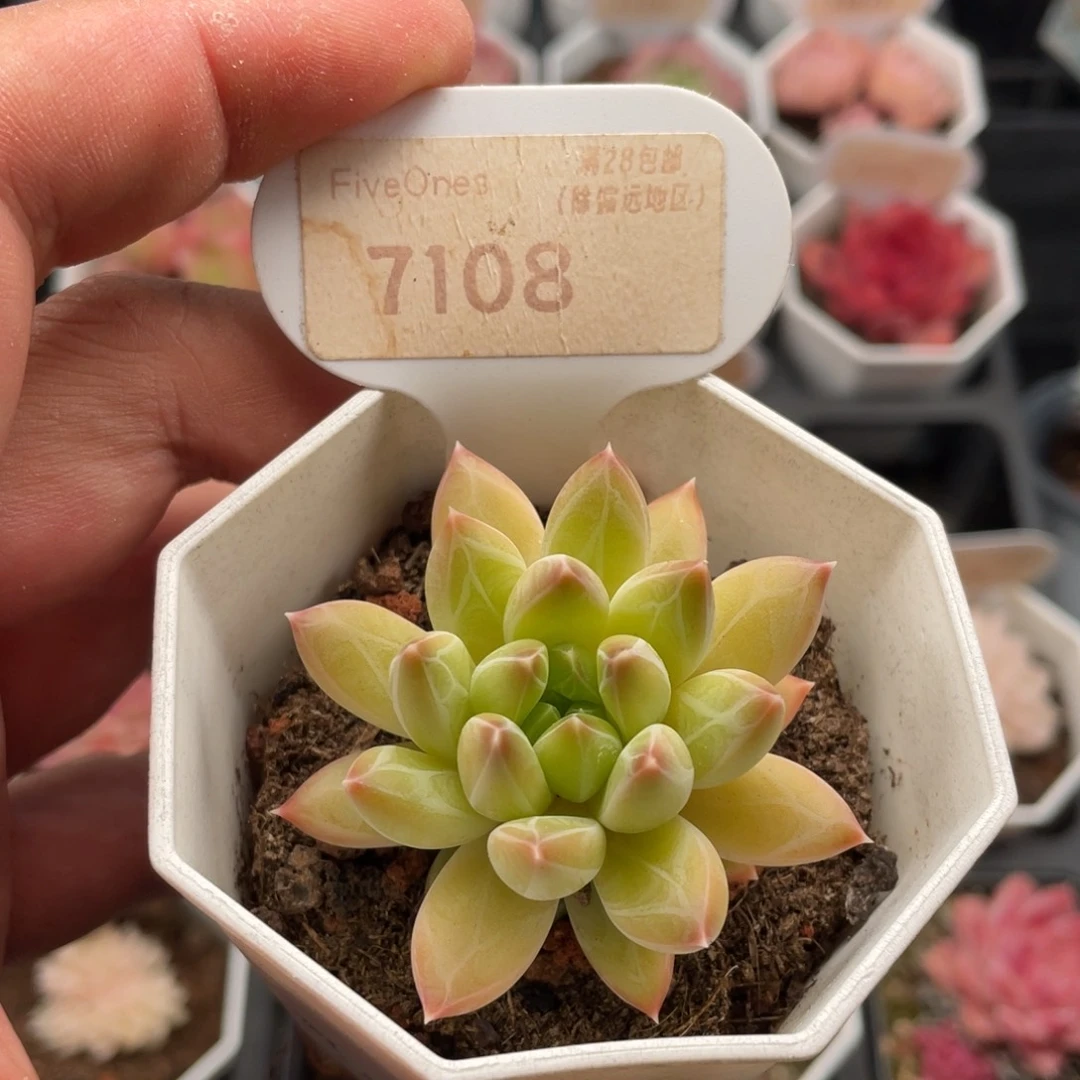 重楼7108-5.0厘米