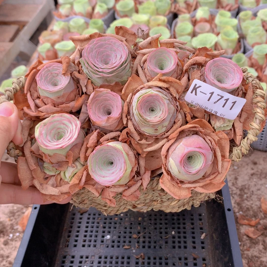 1711水蜜桃带篮子9颗
