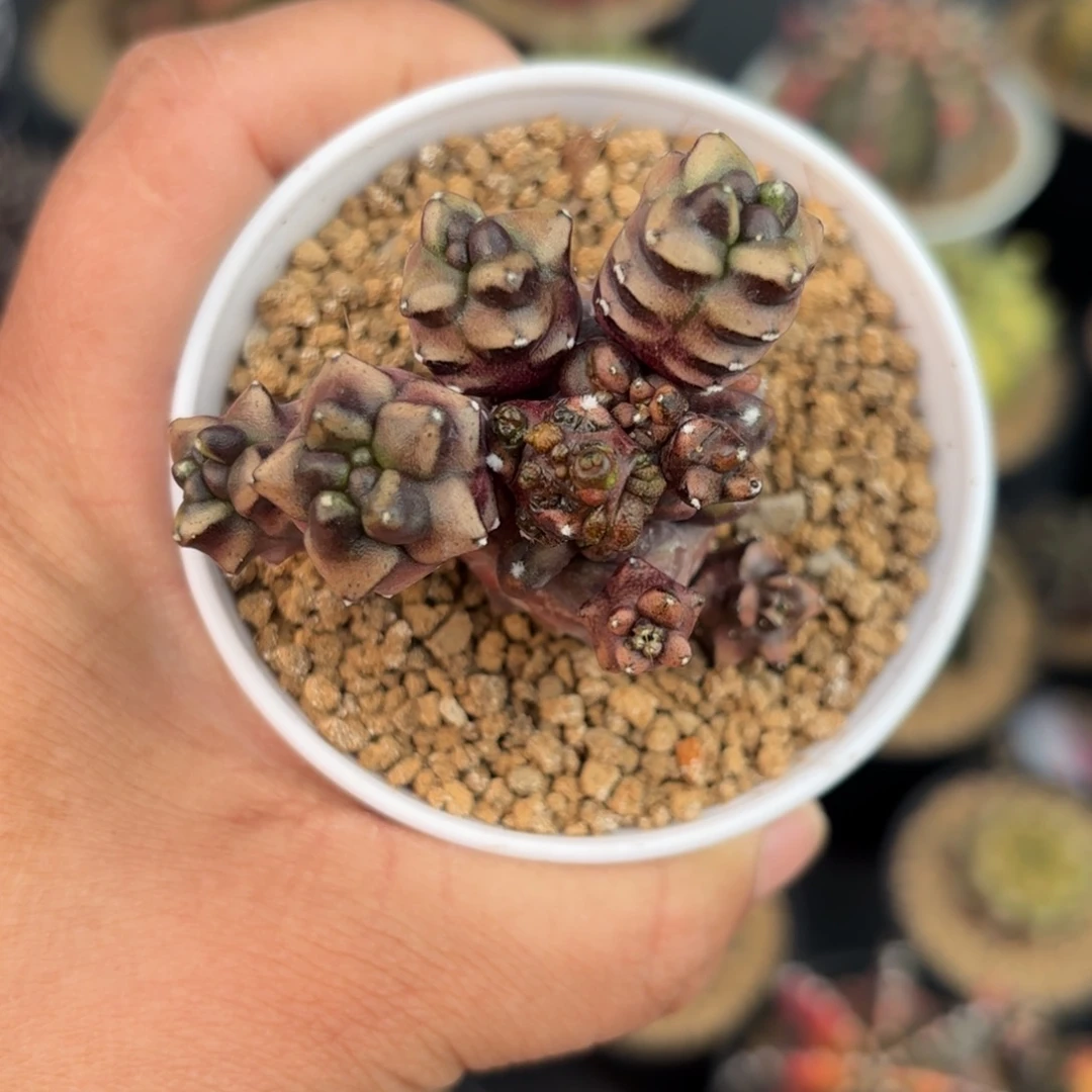 泰系米哈小怪兽168