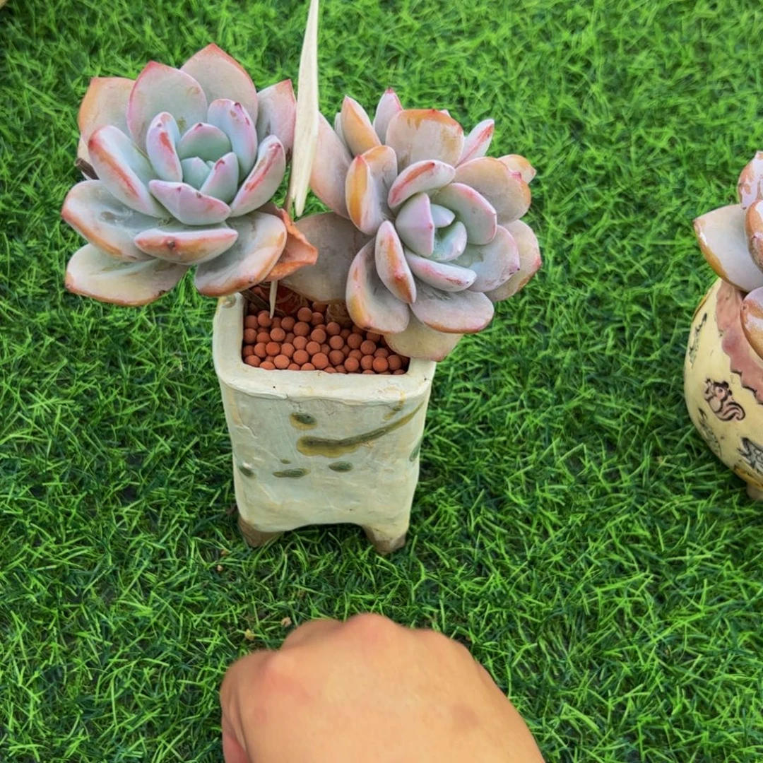 明***纸三头奶茶小老桩带盆