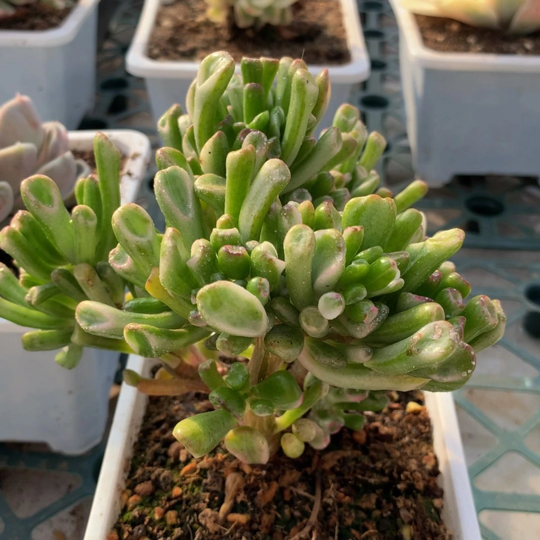 清*吸财树锦群锦上园艺一物一拍