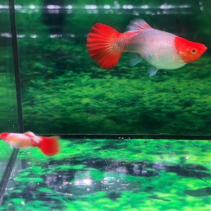 孔雀鱼精品圣诞帽种鱼1对补差价288
