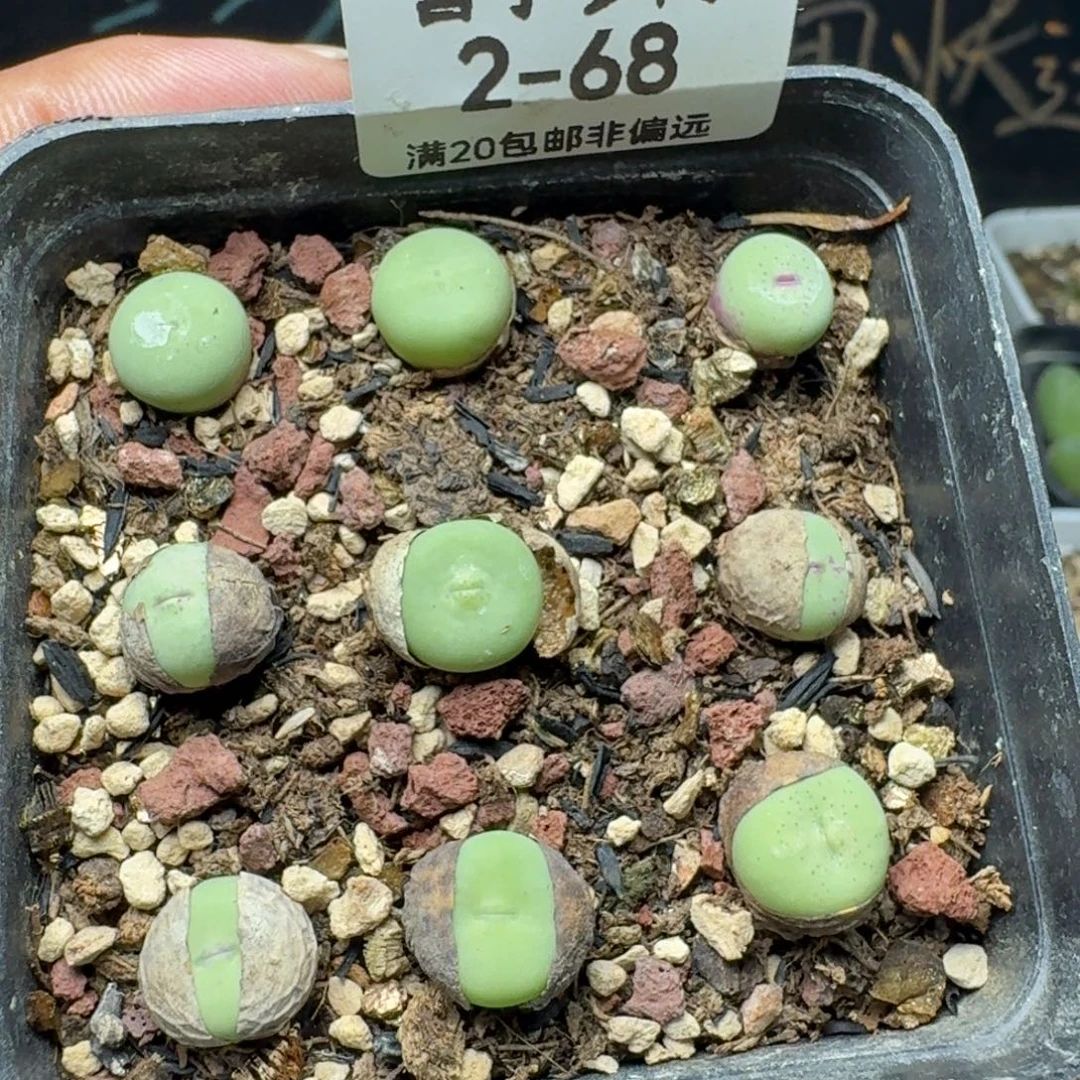 紫皮大红嘴带盆土9颗装。