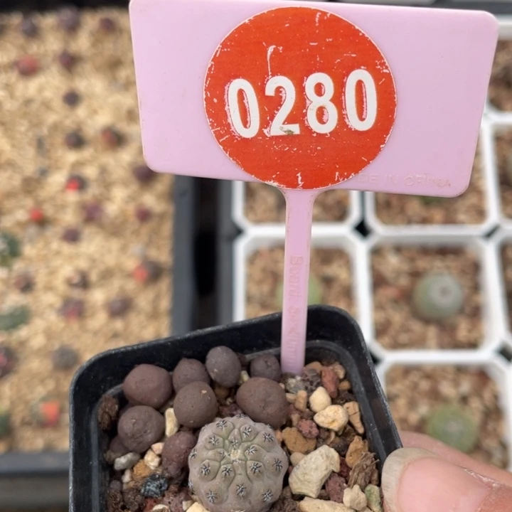 诸***黑实生豹头02800000000000