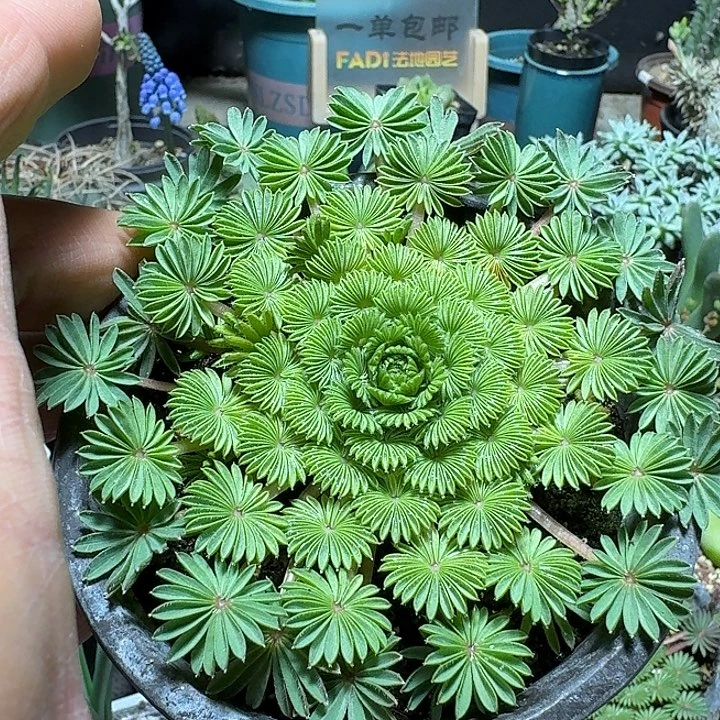 106棕榈酢浆草带盆发货